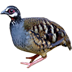 Grey-breasted Hill Partridge